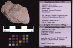 Foto (Objekt + Etiketten) von Bullariscus patruliusi (Robins et al., 2013) (NHMW-GEO-1990-0041-0149a)